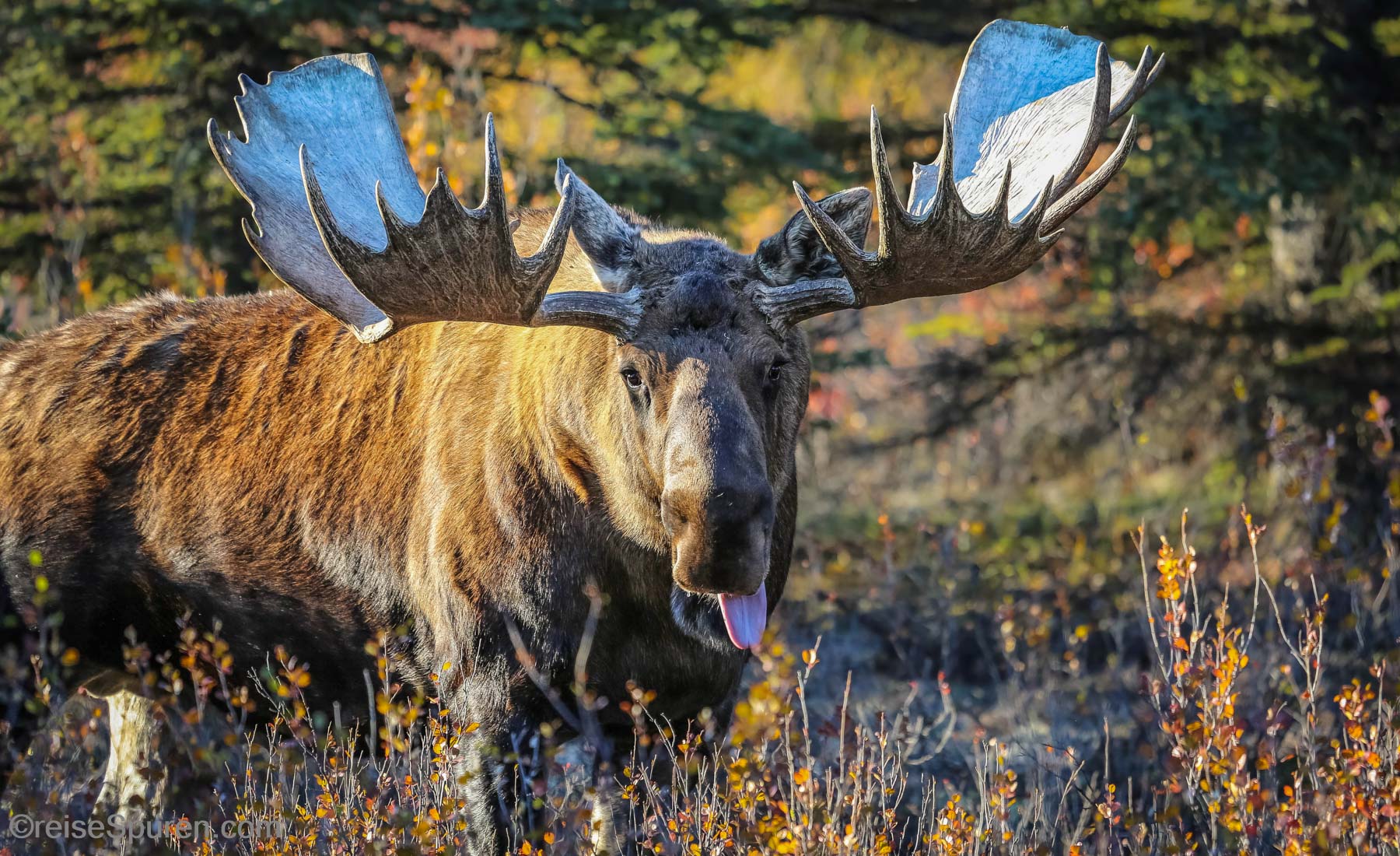 Alaska