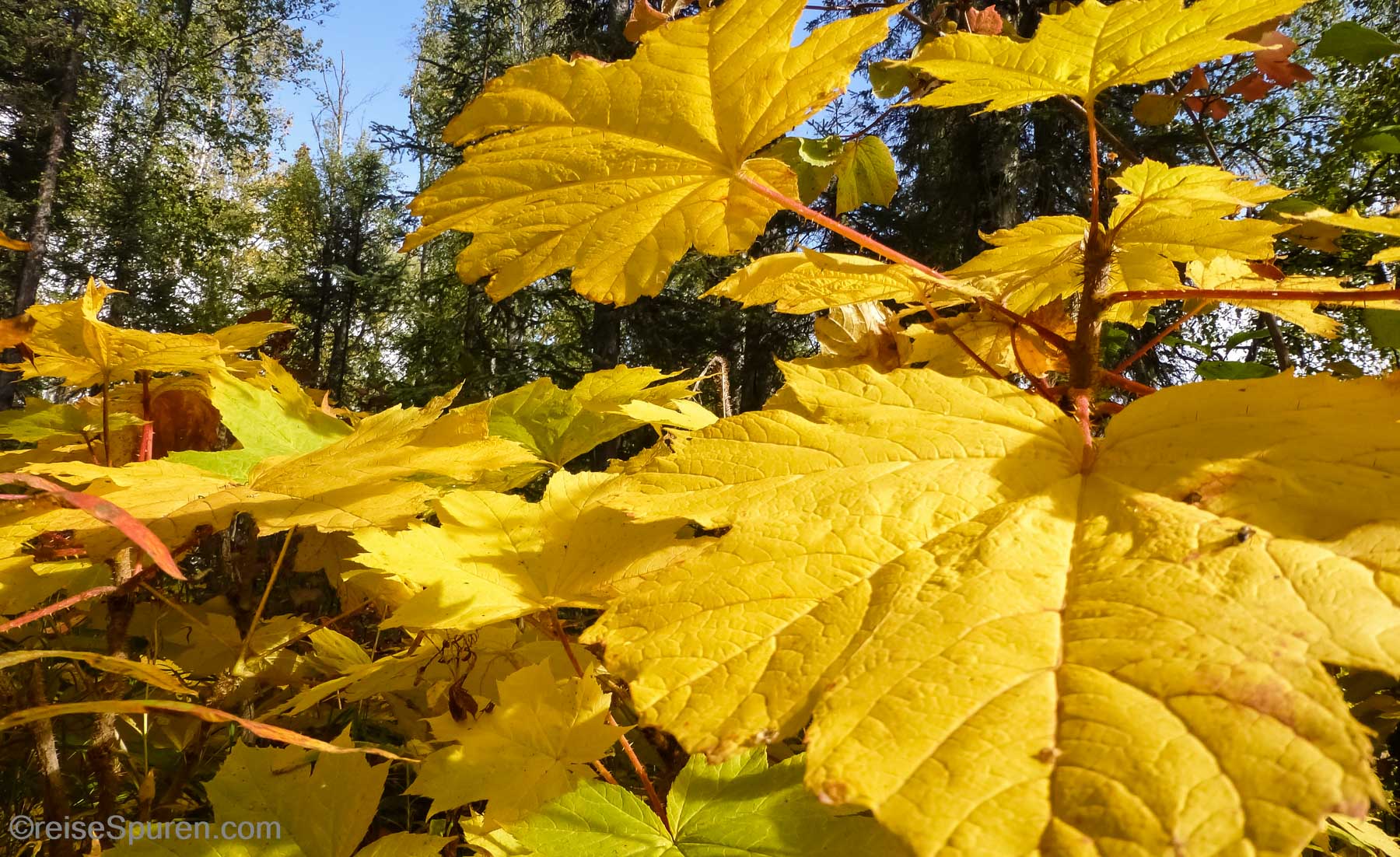 Herbstlaub