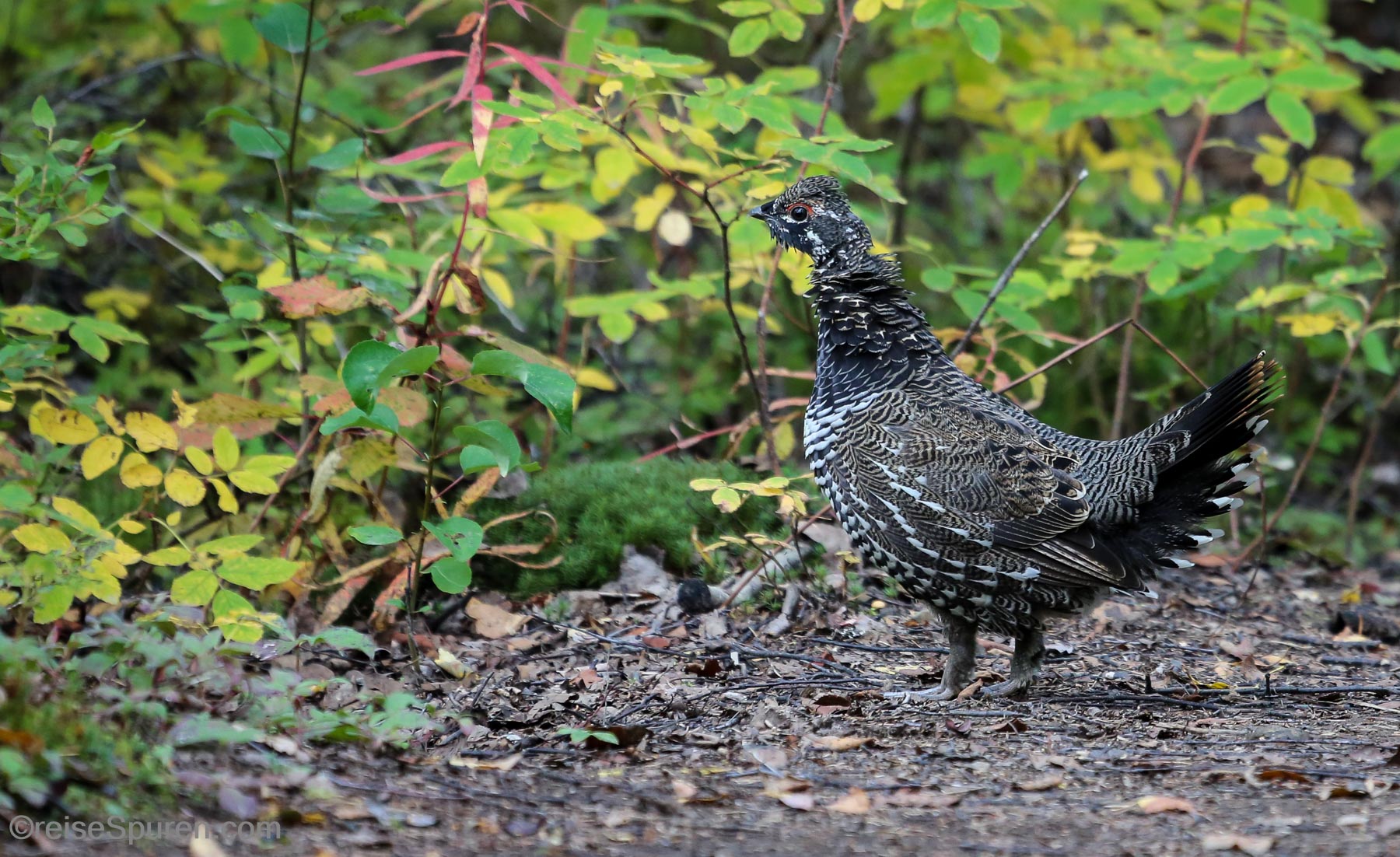 Tannenhuhn