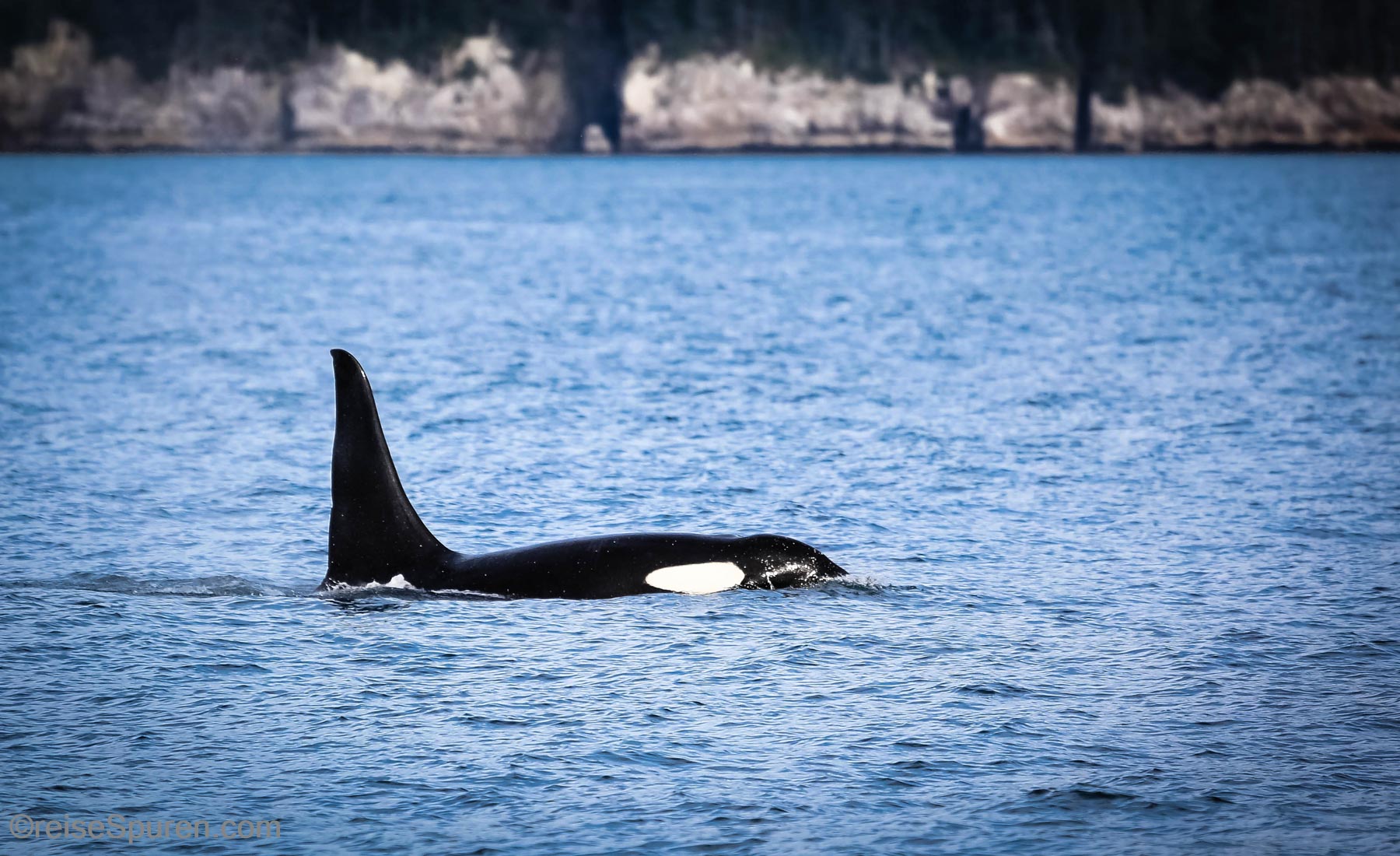 Orca