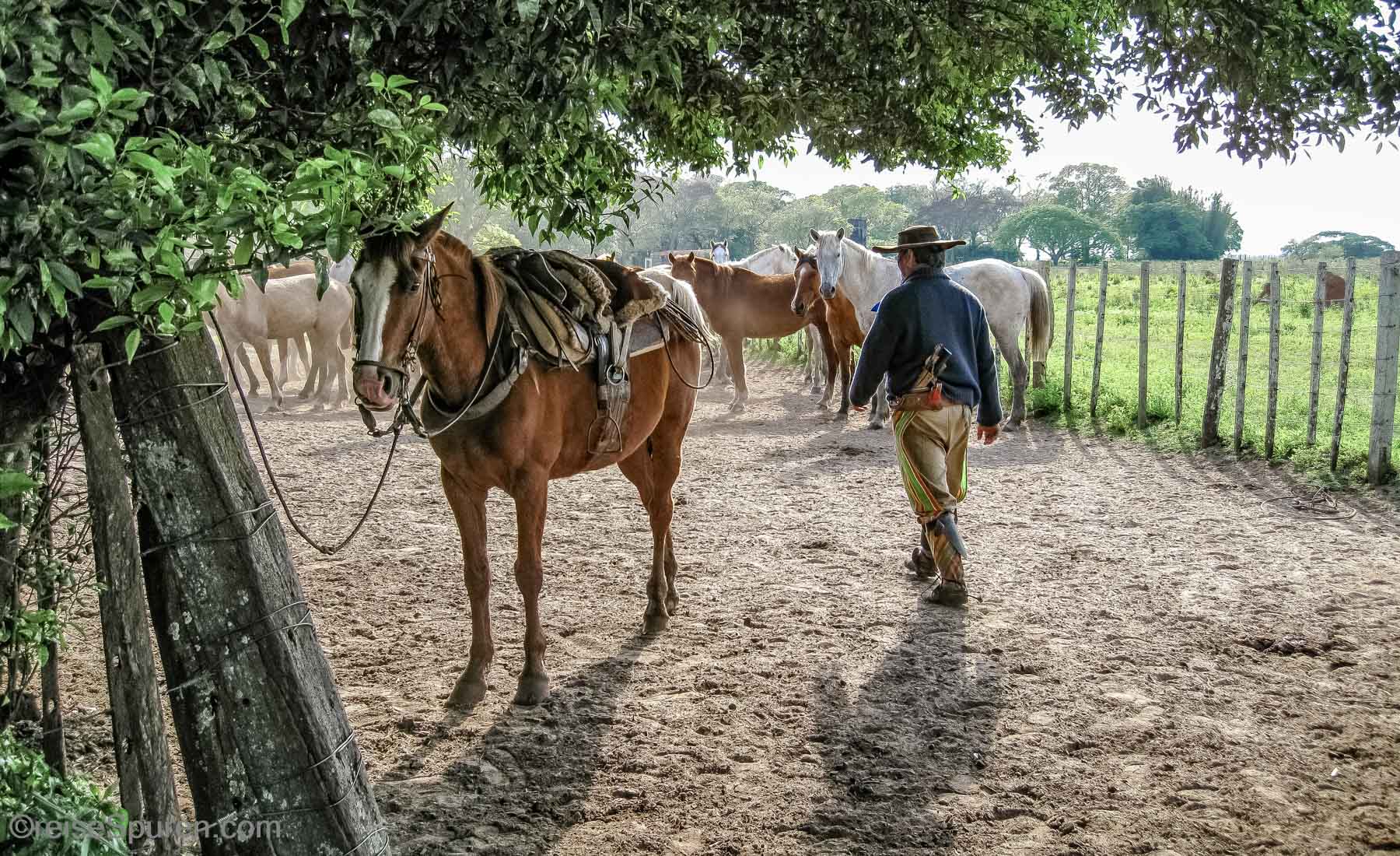 Gaucho