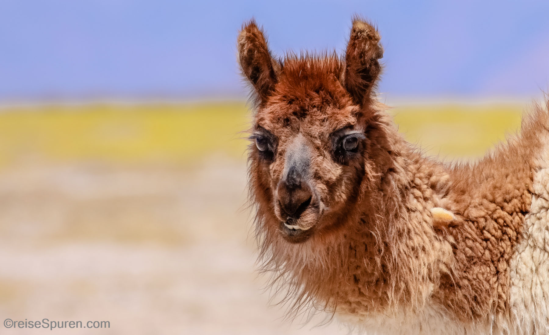Lama