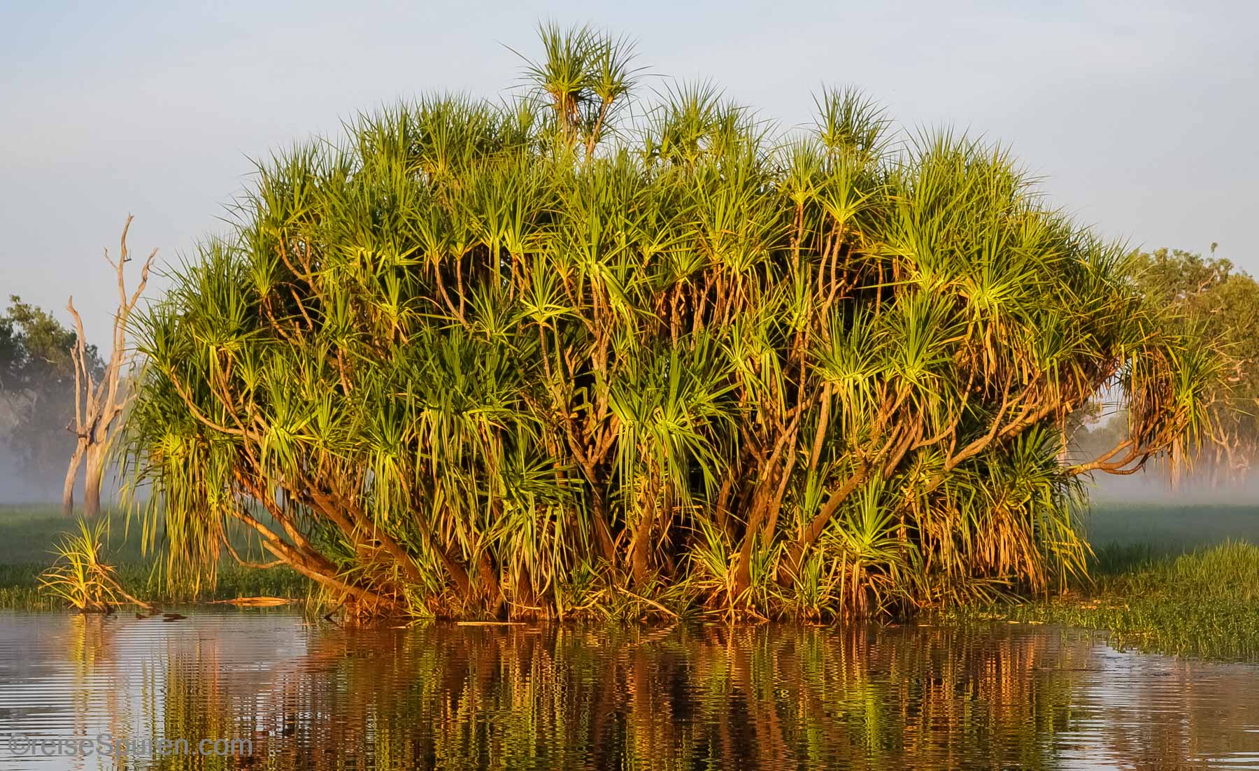 Schraubenbaum (Pandanus)