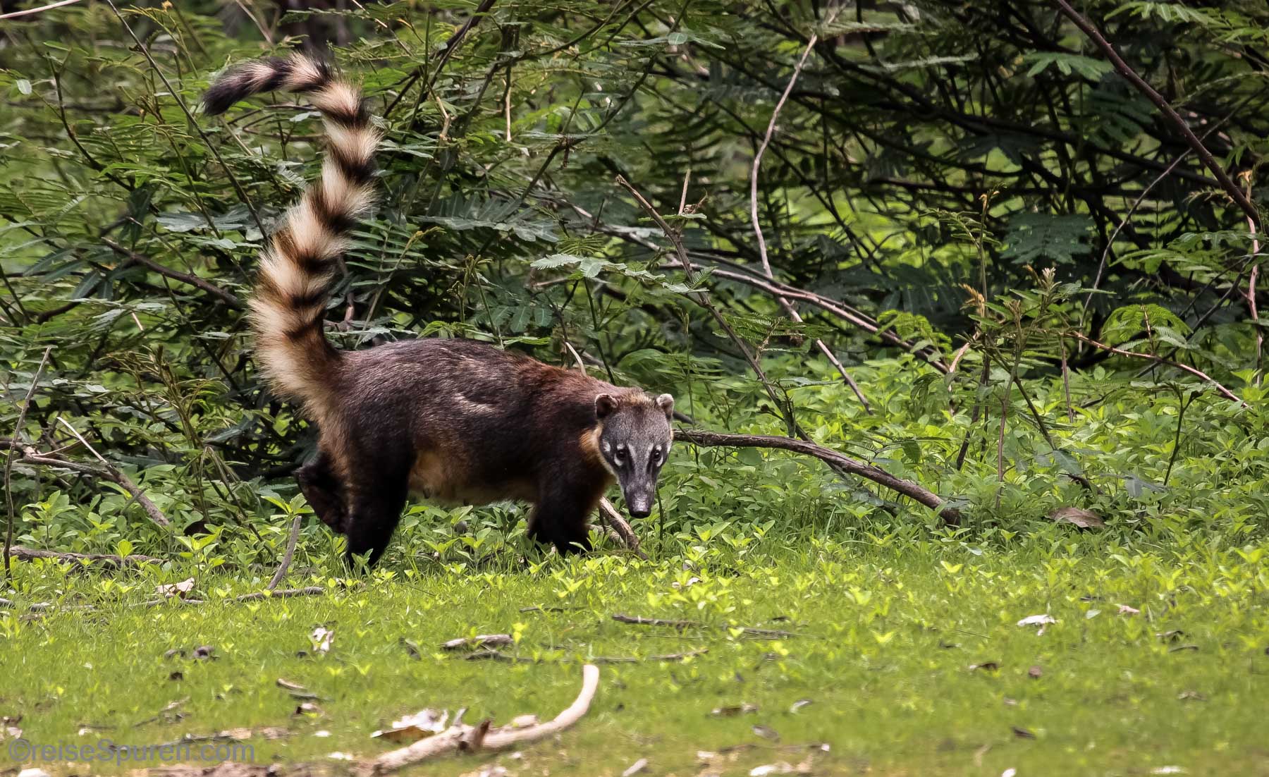 Nasenbär