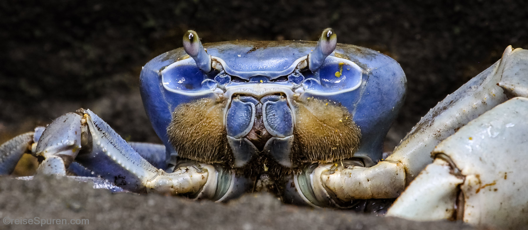 Krebs in blau