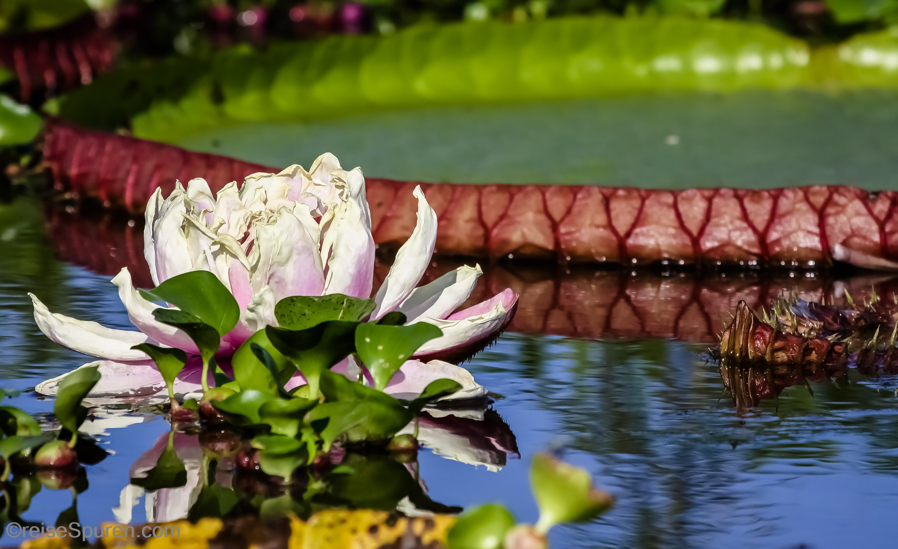 Victoria Regia