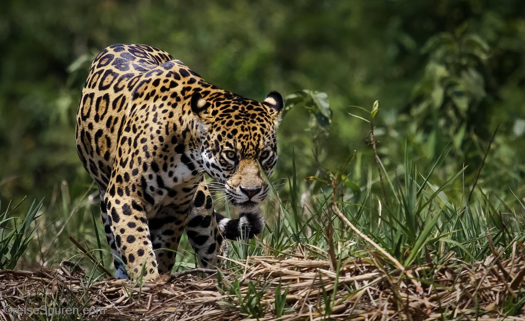 Jaguar
