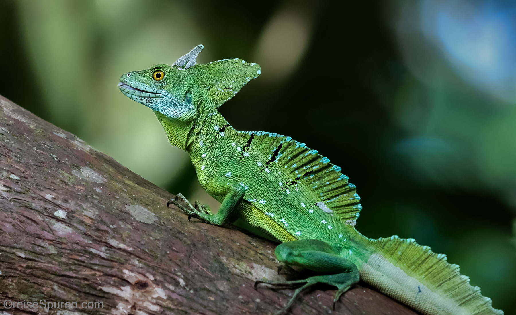 Stirnlappenbasilisk