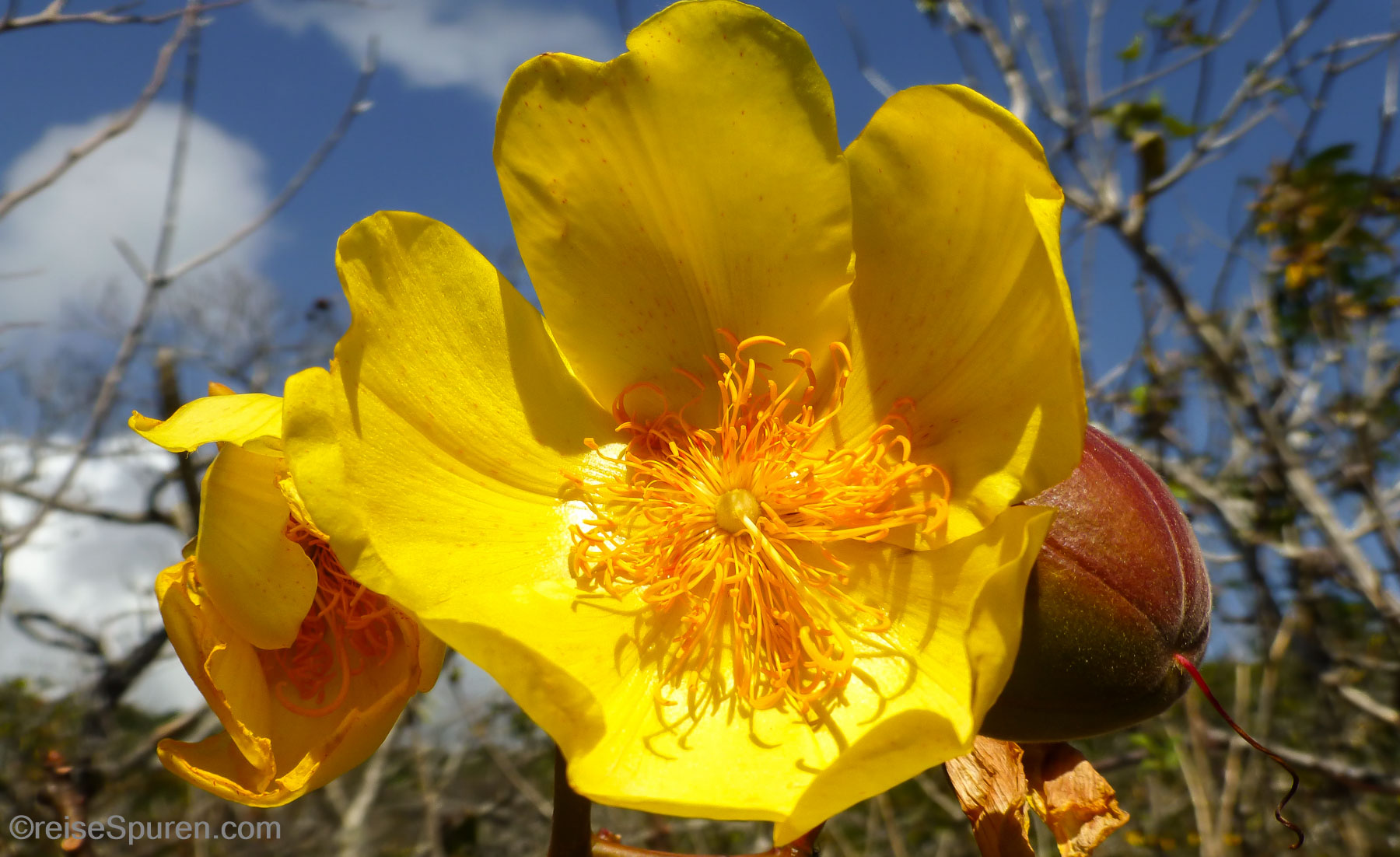 Buttercup Tree