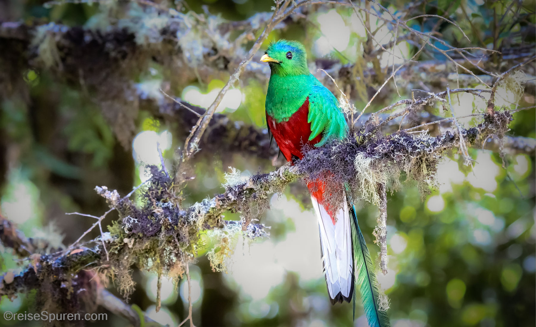 Quetzal