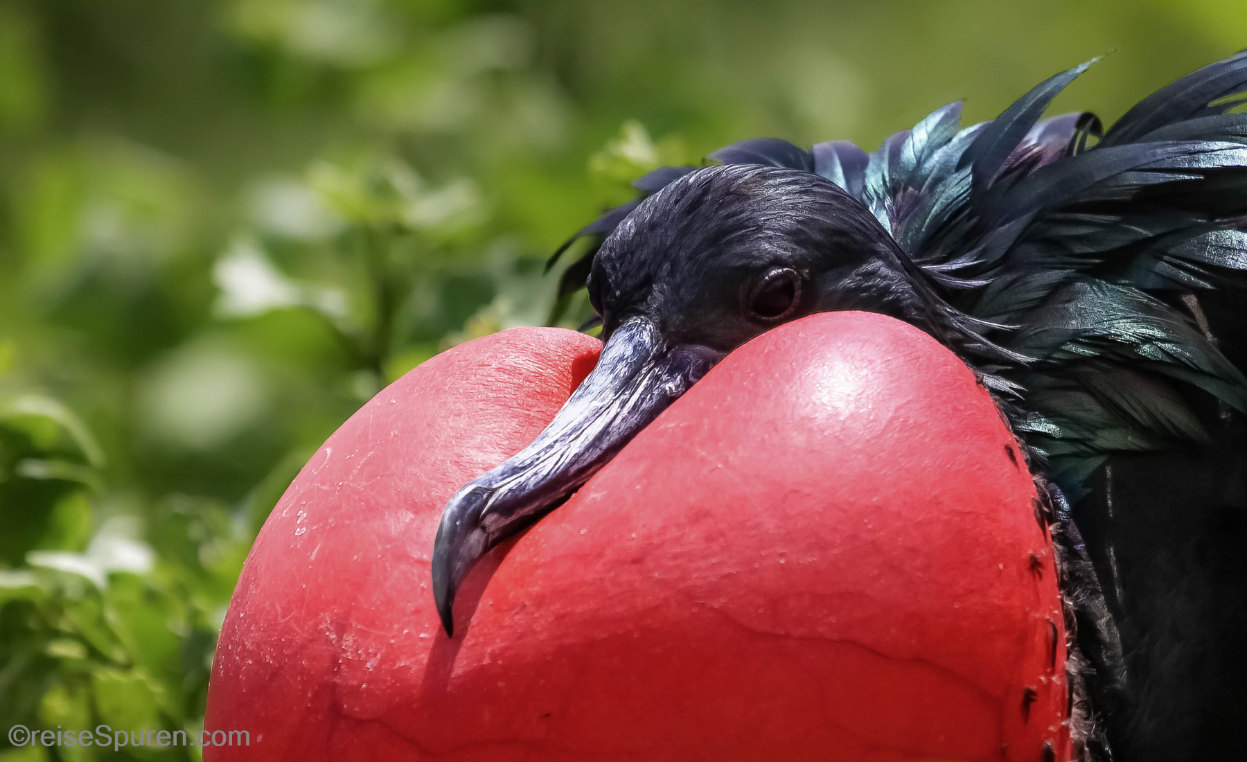 Prachtfregattvogel