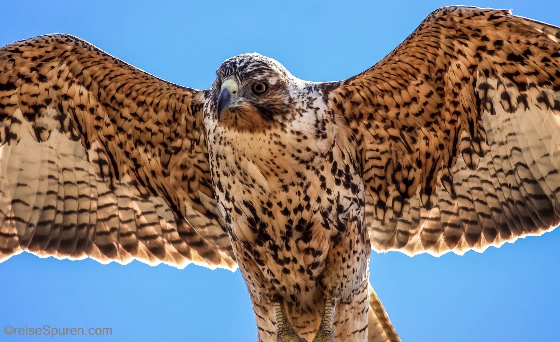 Galapagosbussard