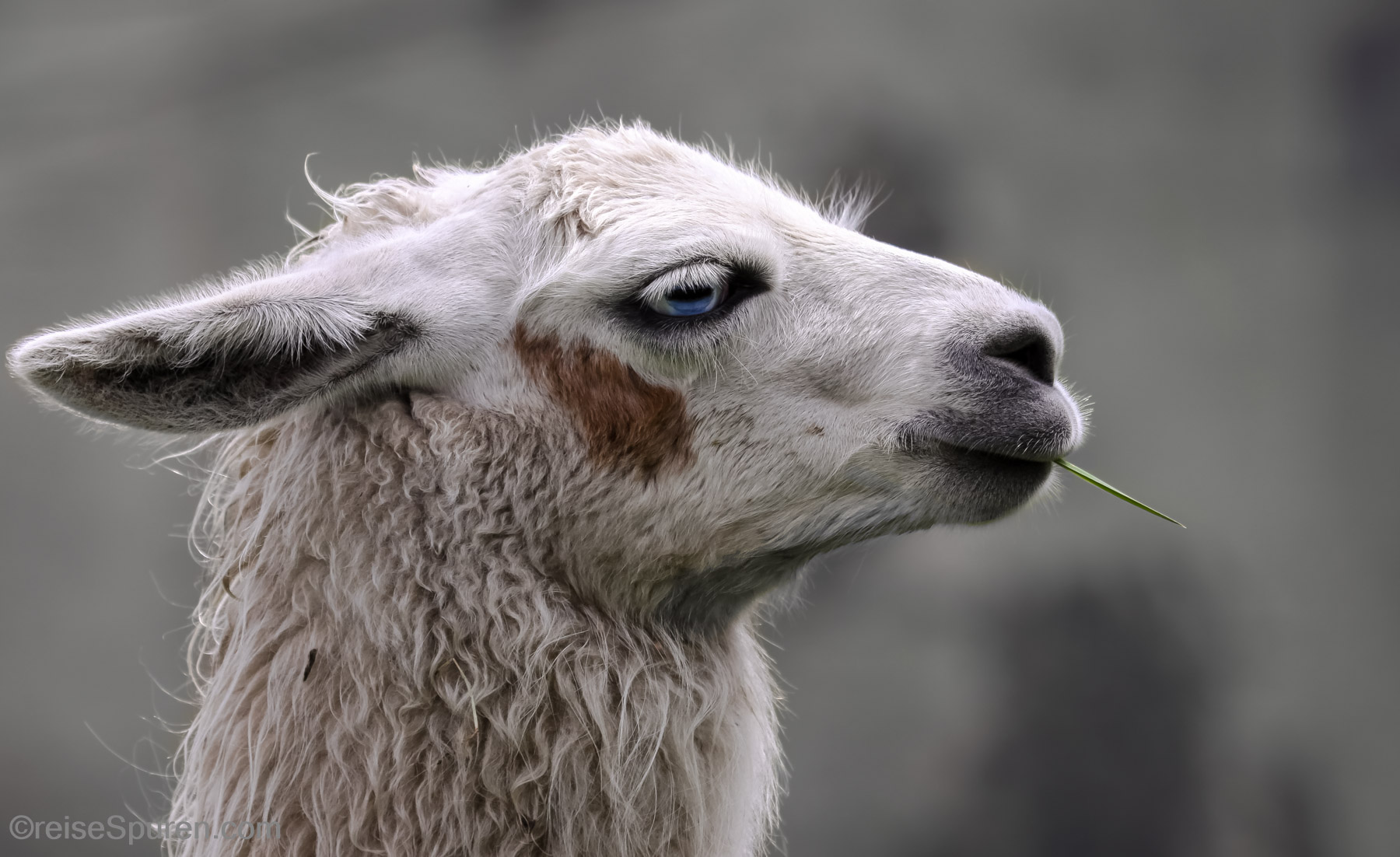Lama