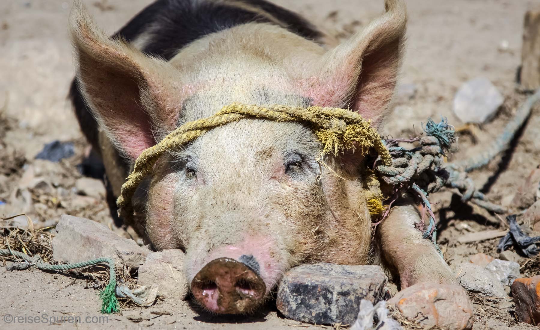 Armes Schwein