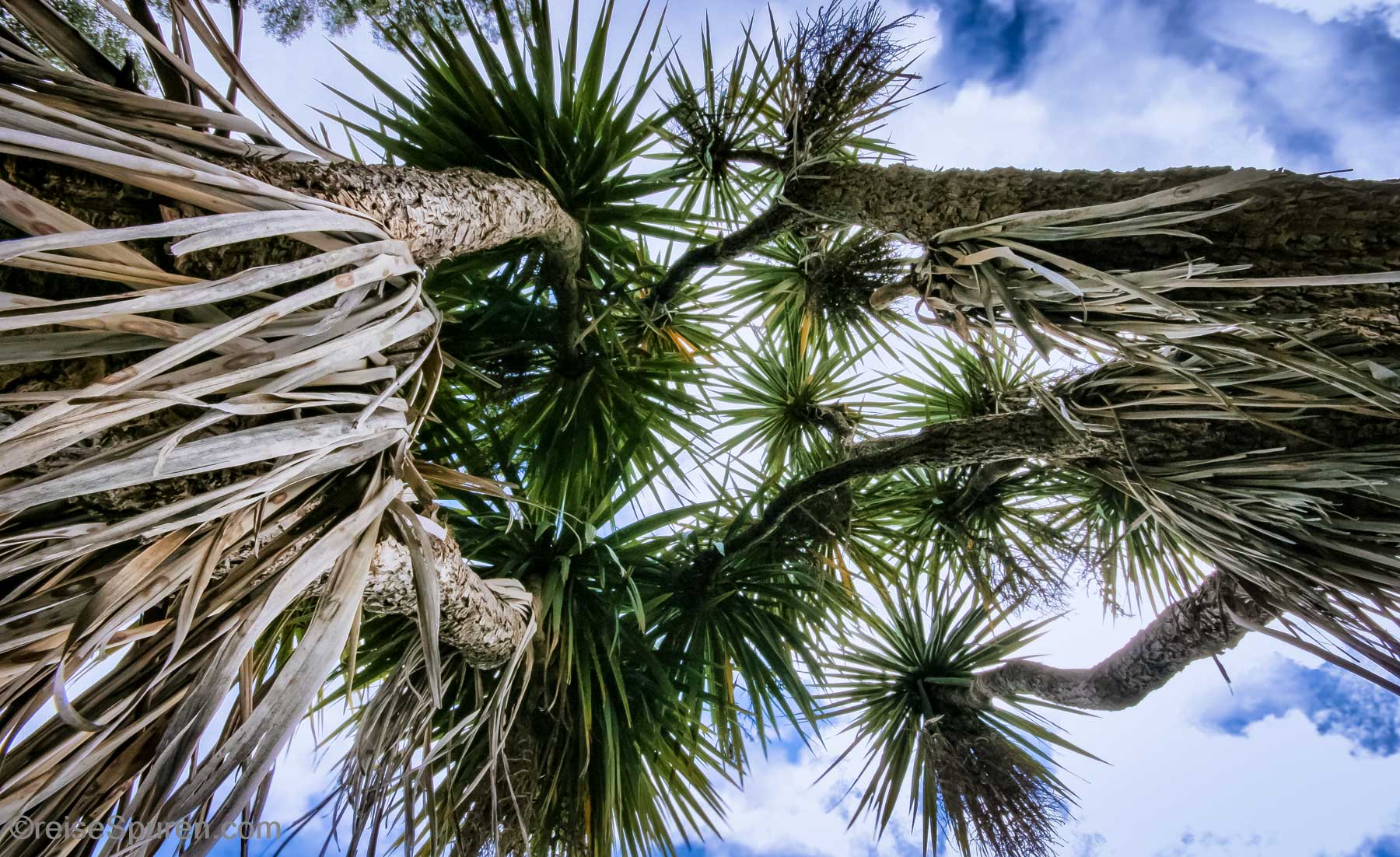 Pandanus oder Schraubenbaum