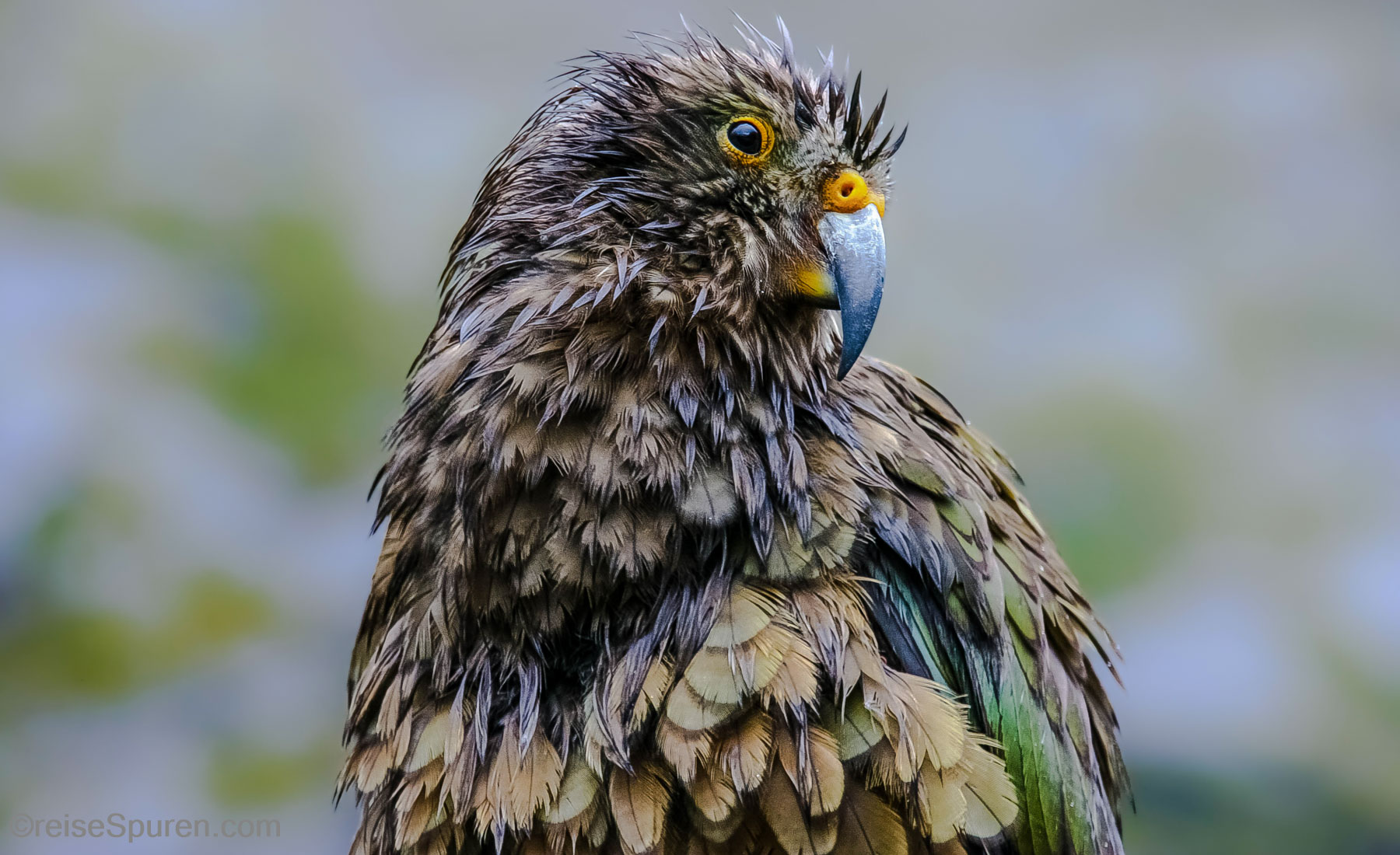 Kea