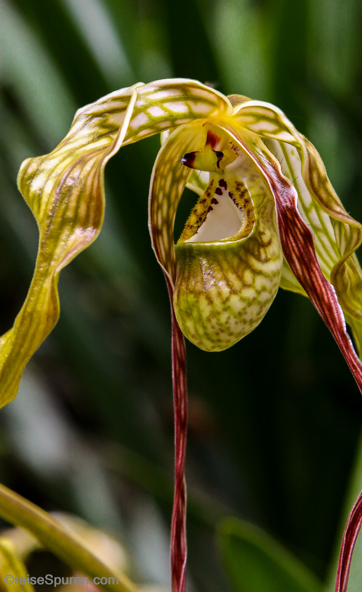Orchidee