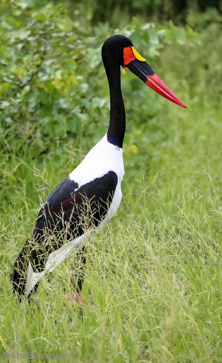 Sattelstorch