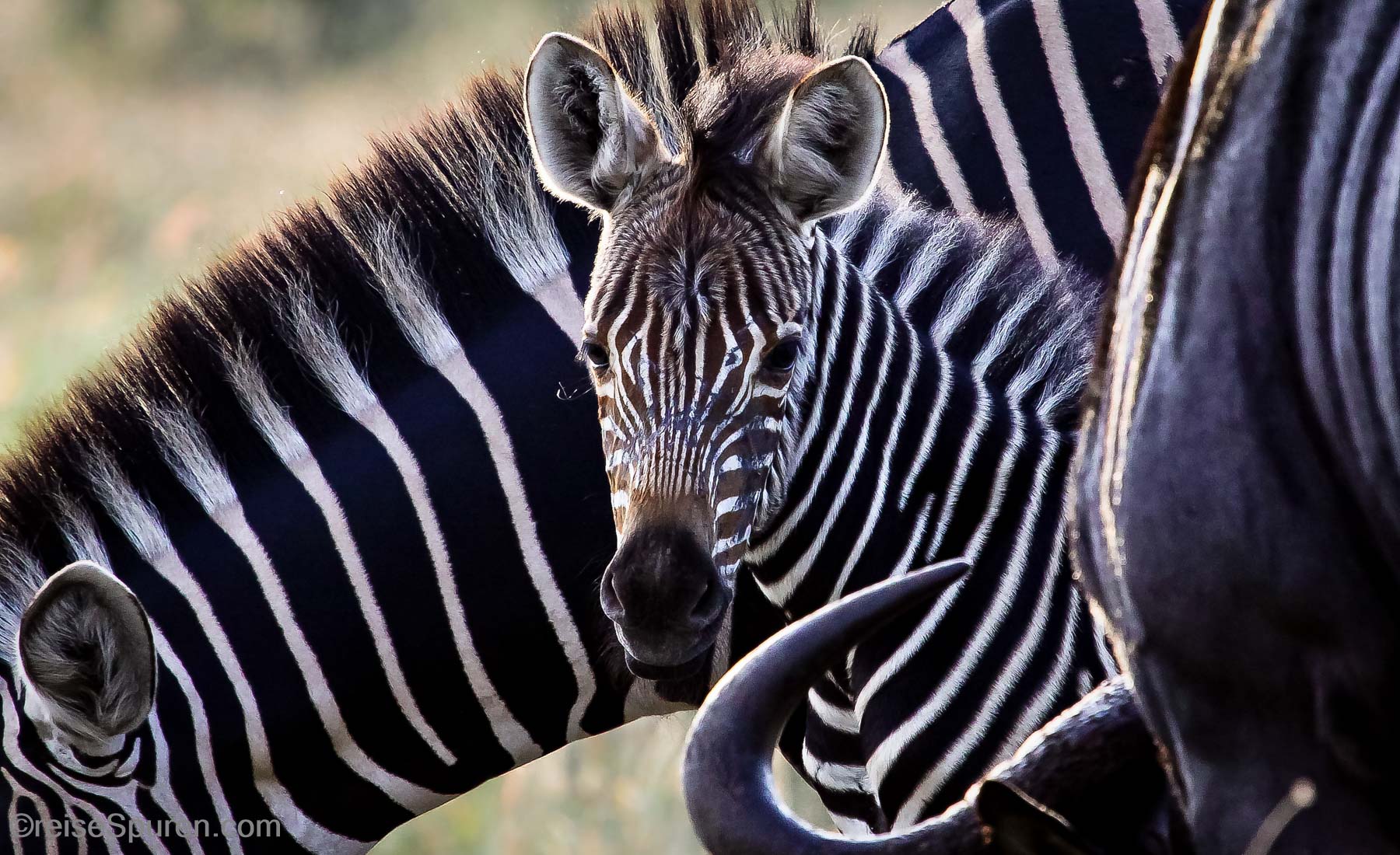 Steppenzebra