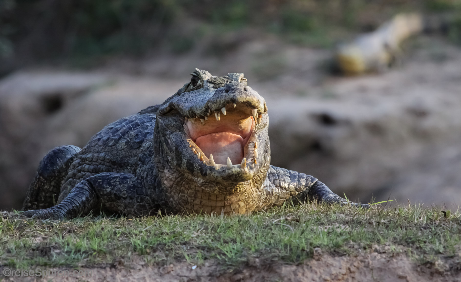 Zwinker ... hallo Süßer, du bist mein Lieblingsfutter!